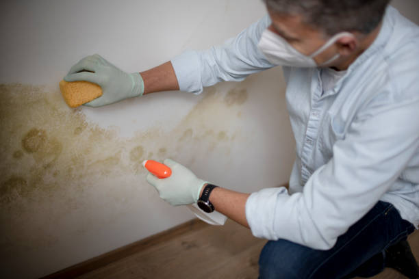 Best Mold Damage Repair  in Park Hills, MO