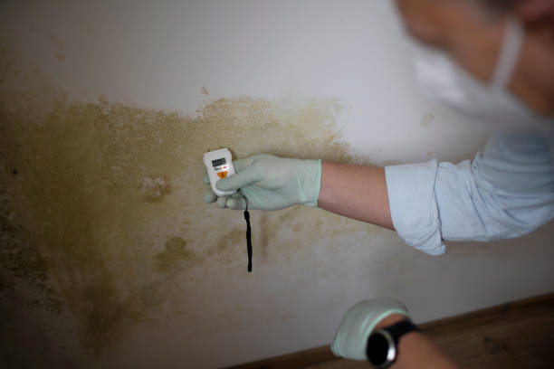 Best Mold Removal Company Near Me  in Park Hills, MO
