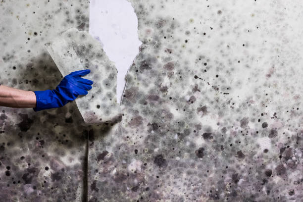 Best Best Mold Removal Companies  in Park Hills, MO