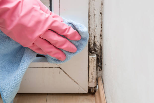Best Toxic Mold Removal  in Park Hills, MO